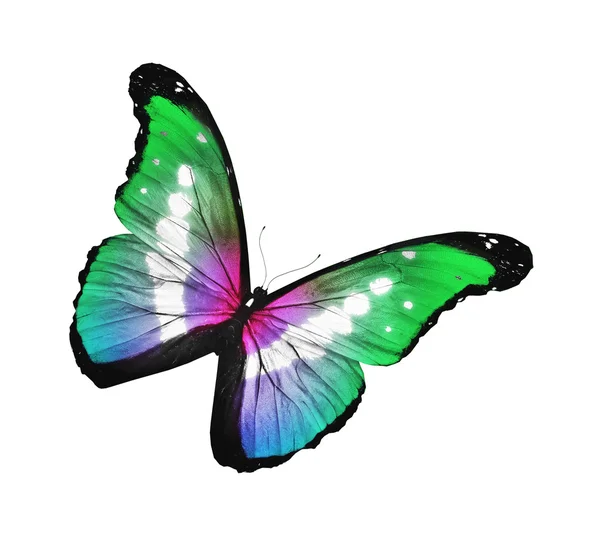 Modrá fialová zelený motýl létání, izolované na bílém pozadí — Stock fotografie