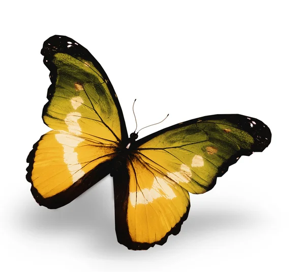 Yellow butterfly , isolated on white background — Stock Photo, Image