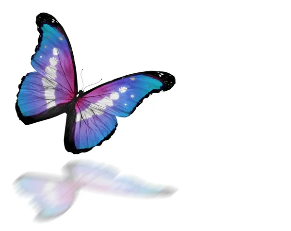 Papillon bleu violet volant, isolé sur fond blanc — Photo