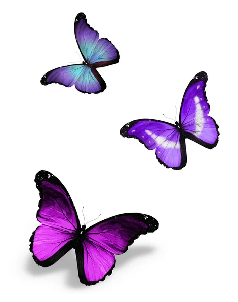 Three violet butterflies, isolated on white — Stock Photo, Image