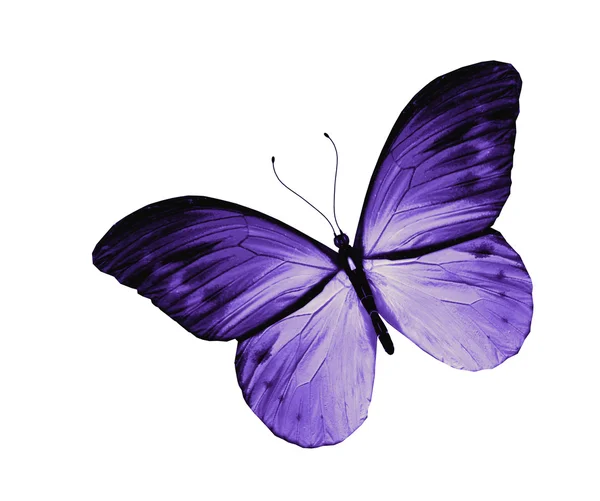 Синій метелик, ізольований на білому тлі — стокове фото