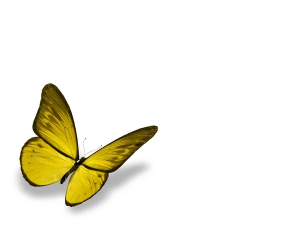 Yellow butterfly , isolated on white background — Stock Photo, Image