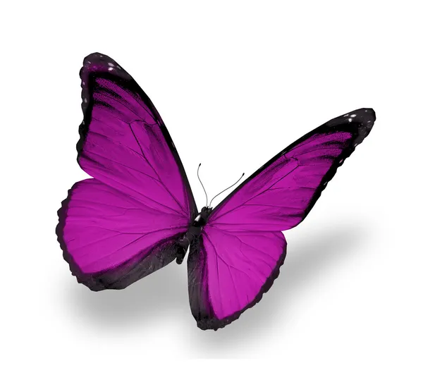흰색 바탕에 보라색 나비 — 스톡 사진