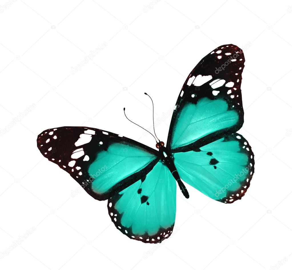 Blue butterfly flying, isolated on white Stock Photo by ©sun_tiger 12254905