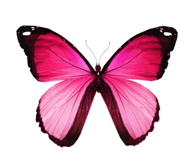 Morfo pembe kelebek, üzerinde beyaz izole