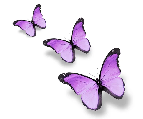 白で隔離され、3 つの紫フラグ蝶 — ストック写真