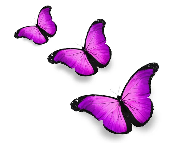 三个紫蝴蝶，孤立在白色 — 图库照片