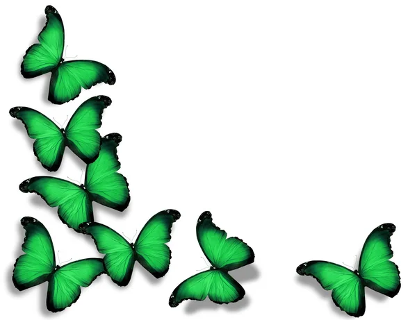 Papillons drapeau vert, isolés sur fond blanc — Photo