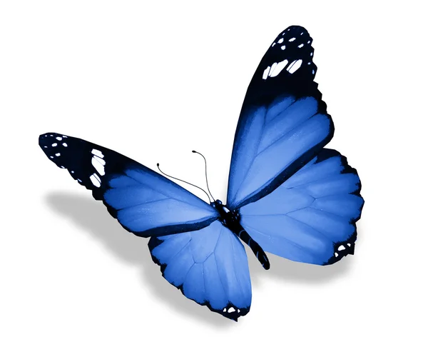 Синій метелик, ізольований на білому — стокове фото