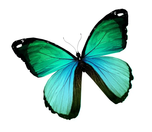 Farfalla turchese verde morpho, isolata su bianco — Foto Stock