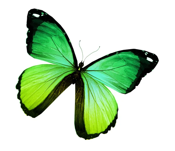 Morpho zielony żółty motyl, na białym tle — Zdjęcie stockowe