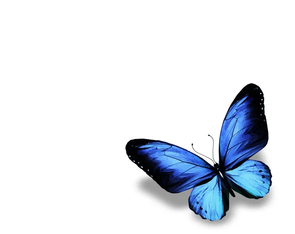 Farfalla blu, isolata su sfondo bianco — Foto Stock
