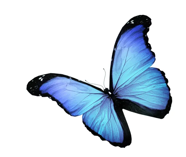 Kék pillangó fehér háttér — Stock Fotó