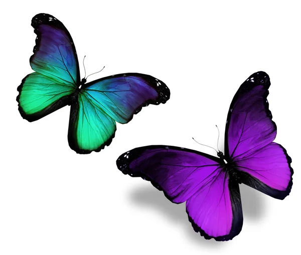Två fjärilar på vit bakgrund — Stockfoto