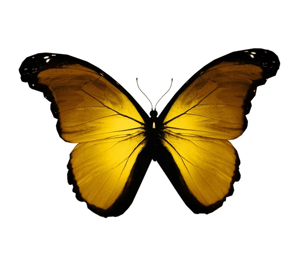 Altın Kelebek, üzerinde beyaz izole — Stok fotoğraf