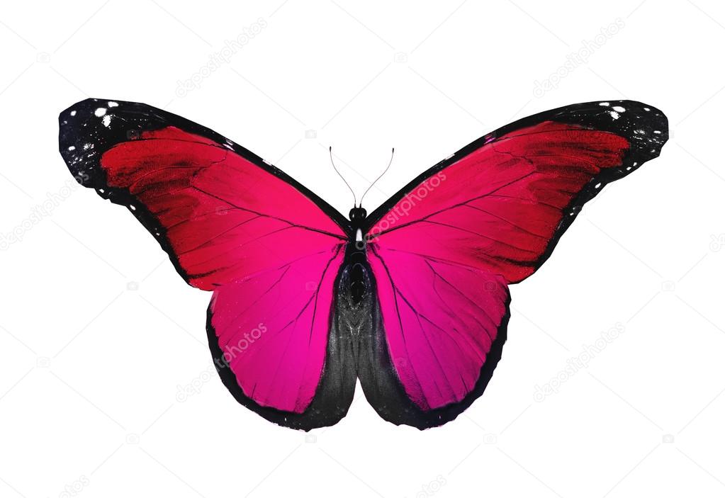 Red butterfly flying, isolated on white