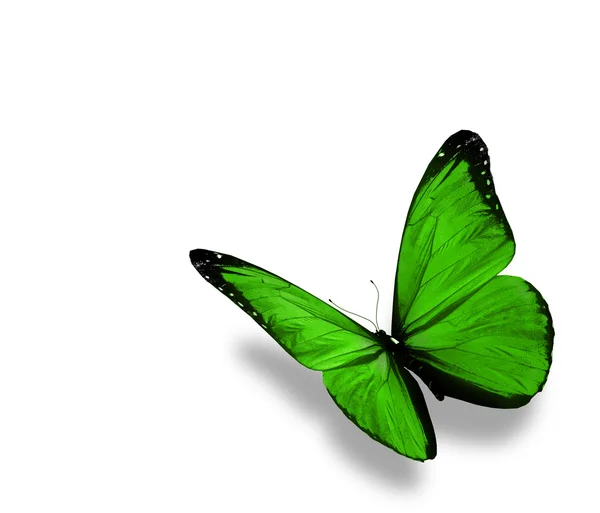 Πράσινη πεταλούδα, που απομονώνονται σε λευκό φόντο — Φωτογραφία Αρχείου