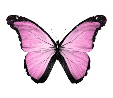 Morfo pembe kelebek, üzerinde beyaz izole