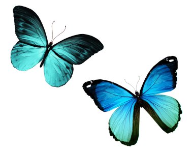 iki kelebek uçuyor, izole üzerinde beyaz arka plan