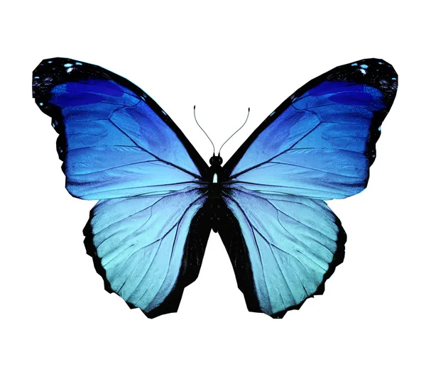 Morpho blue butterfly , isolated on white — Stock Photo, Image