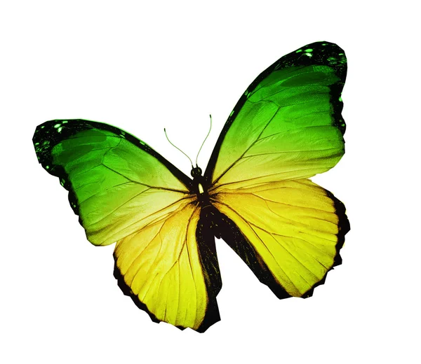 Papillon vert Morpho jaune, isolé sur blanc — Photo