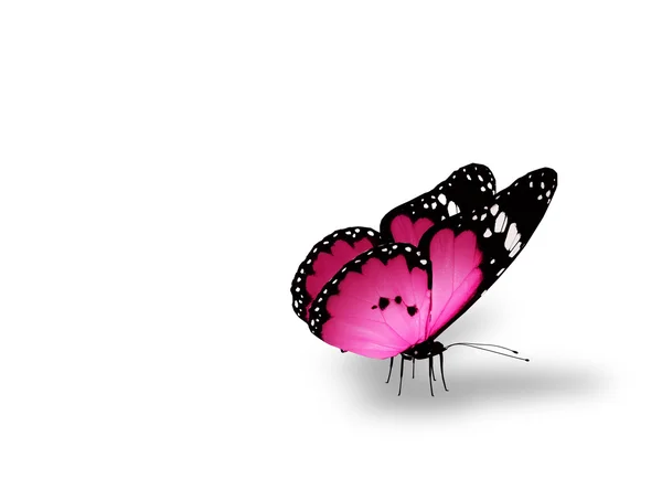 Pink butterfly on white — Stock Photo, Image