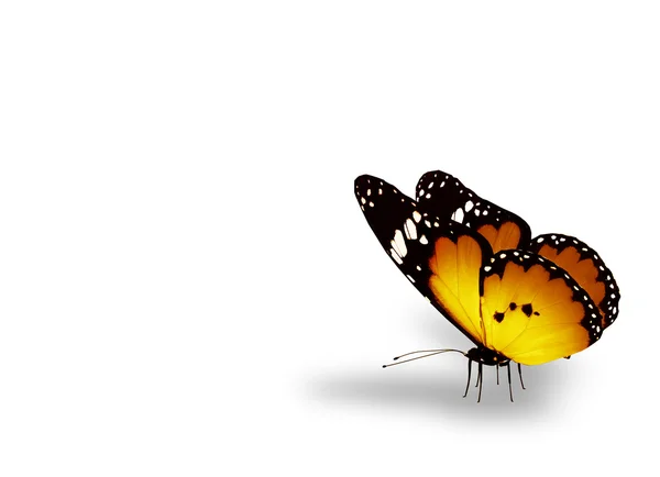 Gelber Schmetterling auf weißem Hintergrund — Stockfoto