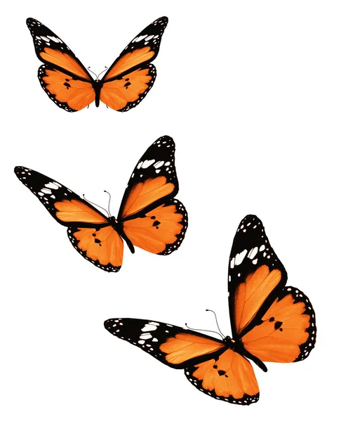 Τρεις πορτοκαλί πεταλούδες, που απομονώνονται σε λευκό — Φωτογραφία Αρχείου