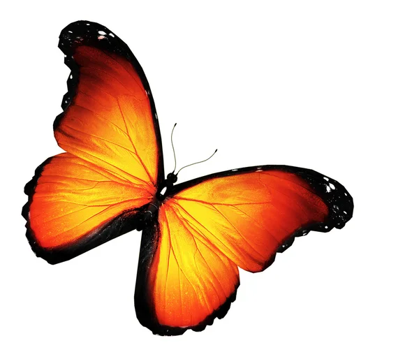 Oranžový motýl na bílém pozadí — Stock fotografie