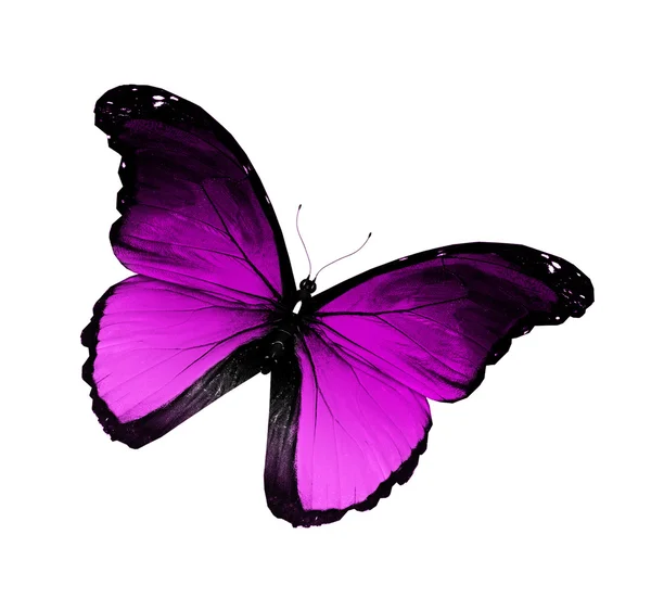 Farfalla viola morfoide, isolata su bianco — Foto Stock