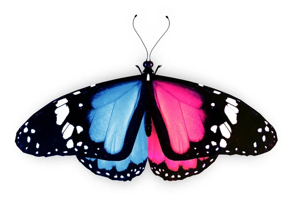 白で隔離され、ピンクの青い蝶 — ストック写真