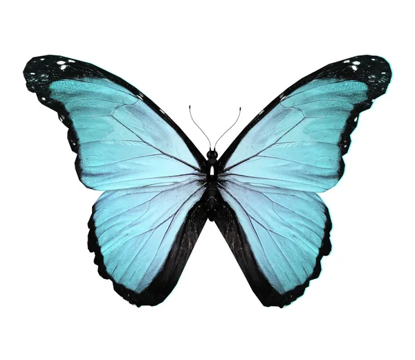 Farfalla blu morpho, isolata su bianco — Foto Stock