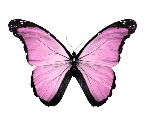 Morpho roze vlinder, geïsoleerd op wit — Stockfoto