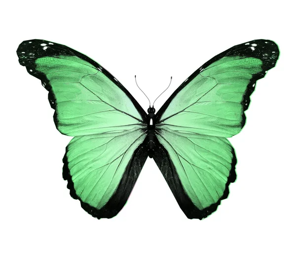 Morpho borboleta verde, isolado em branco — Fotografia de Stock