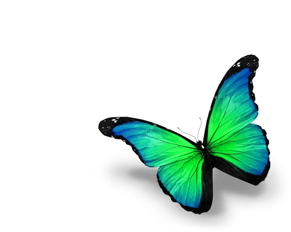 孤立在白色背景上的蓝绿蝴蝶 — 图库照片