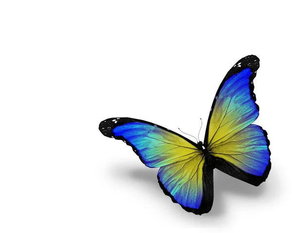 Farfalla in oro blu, isolata su sfondo bianco — Foto Stock