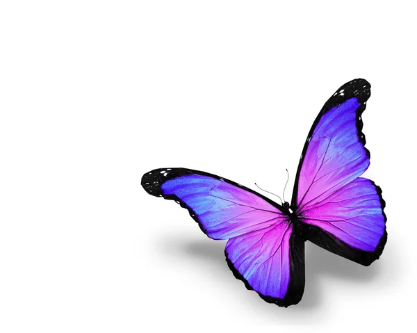 Blauvioletter Schmetterling, isoliert auf weißem Hintergrund — Stockfoto