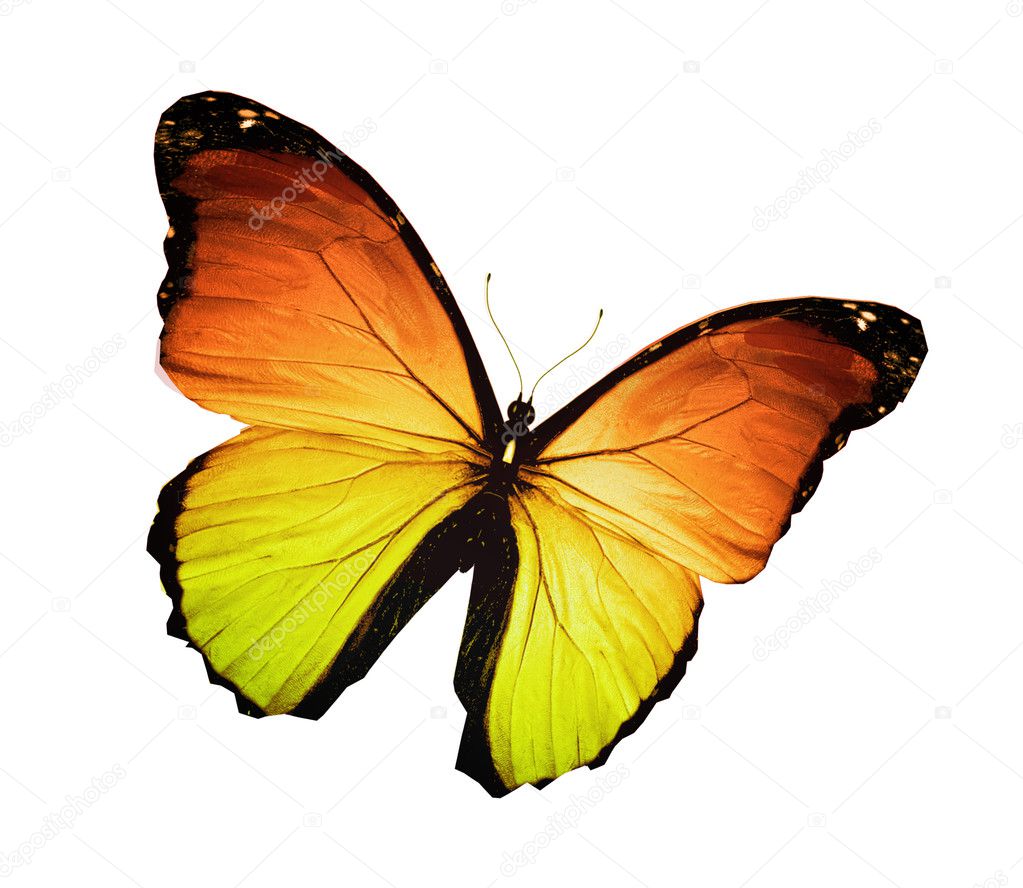 Morpho orange yellow butterfly , isolated on white