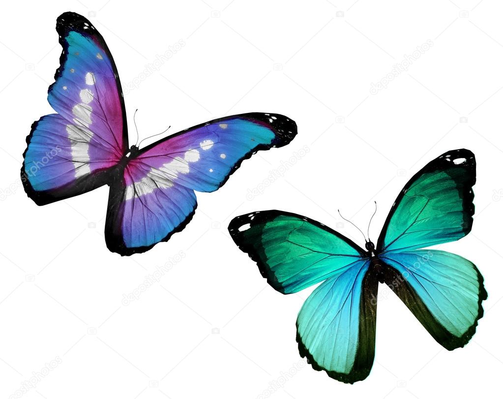 Deux Papillons Volent Isoles Sur Fond Blanc Image Libre De Droit Par Sun Tiger C Deux Papillons Volent Isoles Sur Fond Blanc Image Libre De Droit Par Sun Tiger C