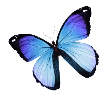 beyaz izole mavi kelebek