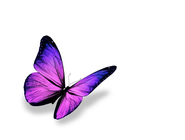 白い背景で隔離の紫蝶 — Stock fotografie