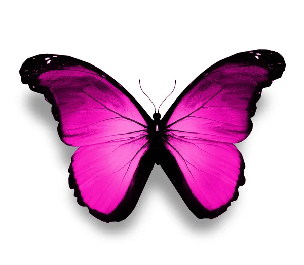 紫蝶、白で隔離されます。 — ストック写真