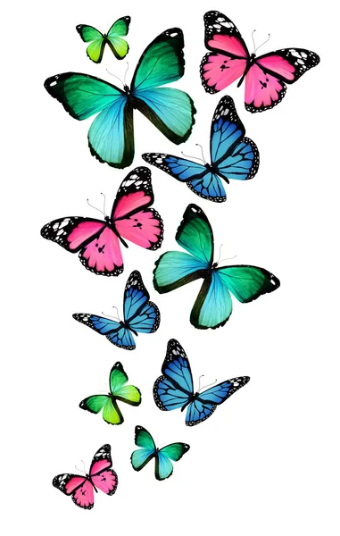Viele verschiedene Schmetterlinge, isoliert auf weißem Hintergrund — Stockfoto