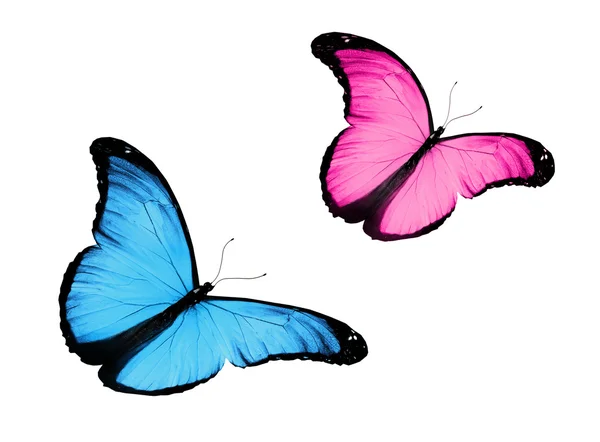 Dos mariposas rosadas azules, aisladas en blanco —  Fotos de Stock