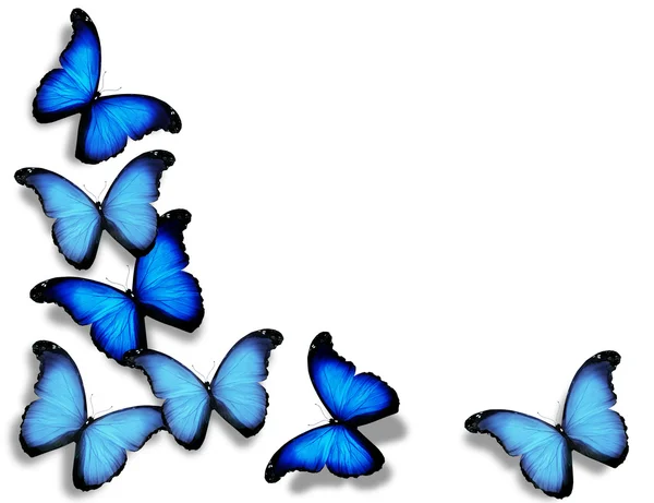 蓝旗的蝴蝶，在白色背景上孤立 — 图库照片