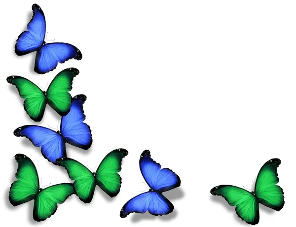 Blue green butterflies, isolated on white background — Stock Photo, Image