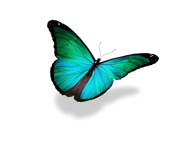 白い背景で隔離の緑蝶 — ストック写真