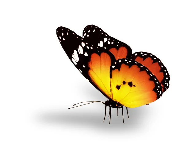 Orange butterfly on white background — Stock Photo, Image