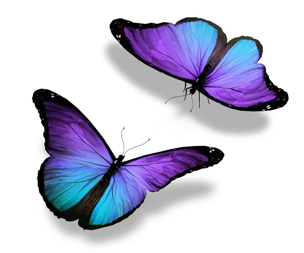 Dos mariposas violetas, aisladas sobre fondo blanco, concepto de — Foto de Stock