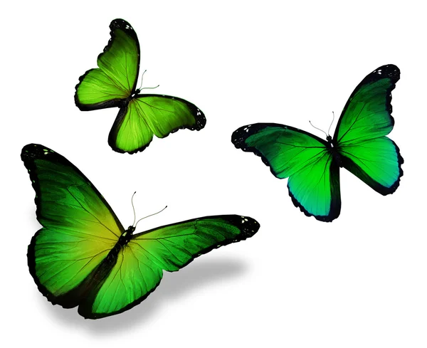 Three green butterfly, isolated on white background — Stock Photo, Image